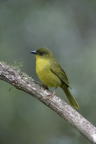 Zeytin yeşili tanager, orthogonys chloricterus — Stok fotoğraf