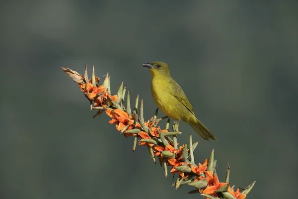 Olive-green tanager, Orthogonys chloricterus — Stock Photo, Image