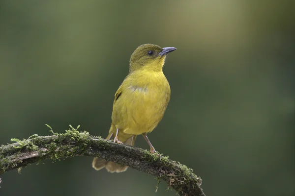 Tanagr oliwkowo-zielone, orthogonys chloricterus — Zdjęcie stockowe