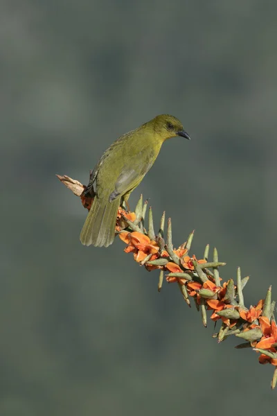 Tanagr oliwkowo-zielone, orthogonys chloricterus — Zdjęcie stockowe