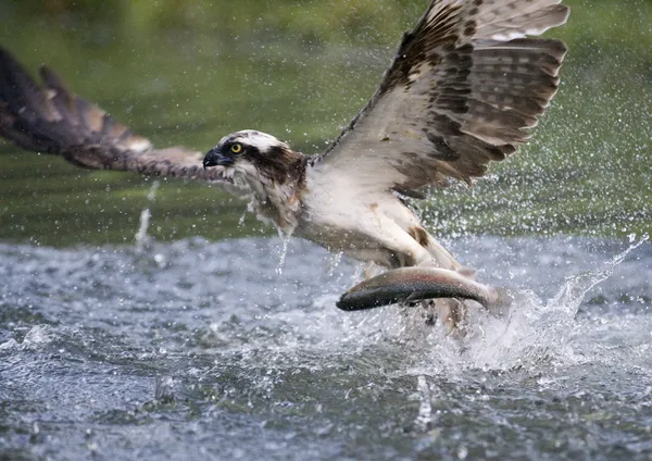 Águila pescadora, pandion haliaetus —  Fotos de Stock