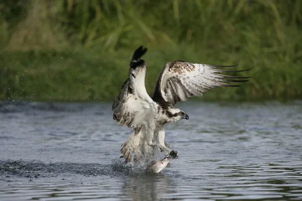 Fiskgjuse pandion haliaetus — Stockfoto