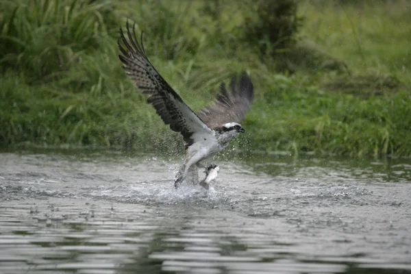 Osprey, Pandion haliaetus — Stock Photo, Image