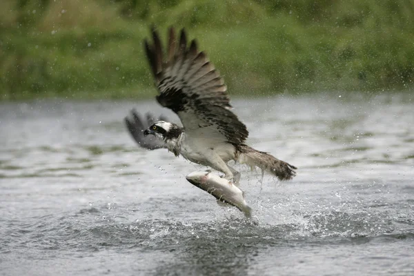 물 수리, pandion haliaetus — 스톡 사진