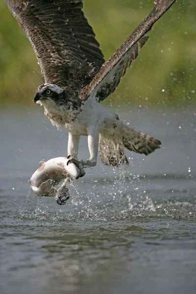 Águia-pescadora, pandion haliaetus — Fotografia de Stock