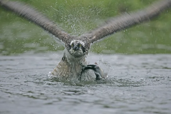 Fiskgjuse pandion haliaetus — Stockfoto