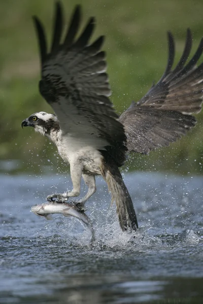 Águila pescadora, pandion haliaetus — Foto de Stock