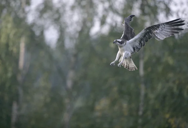 Osprey, pandion haliaetusikona odpálení rakety, vektor, loď, loď fantazie, ilustrace — стокове фото