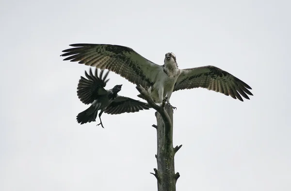 Águila pescadora, pandion haliaetus — Foto de Stock