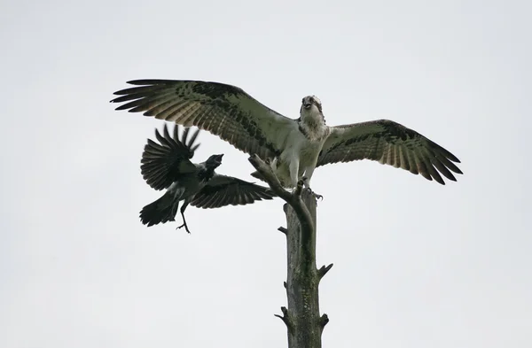 Sorguç, Pandion haliaetus — Stok fotoğraf