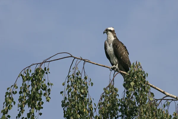 鱼鹰 pandion haliaetus — 图库照片