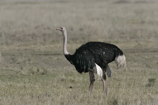 Struisvogel, struisvogels camelus — Stockfoto