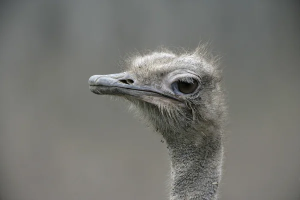 Strauß, Struthio camelus — Stockfoto