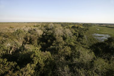 Pantanal