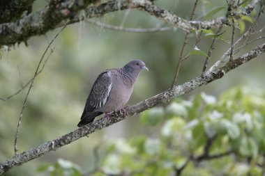 picazuro güvercin, columba picazuro