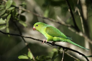 Plain parakeet, Brotogeris tirica clipart