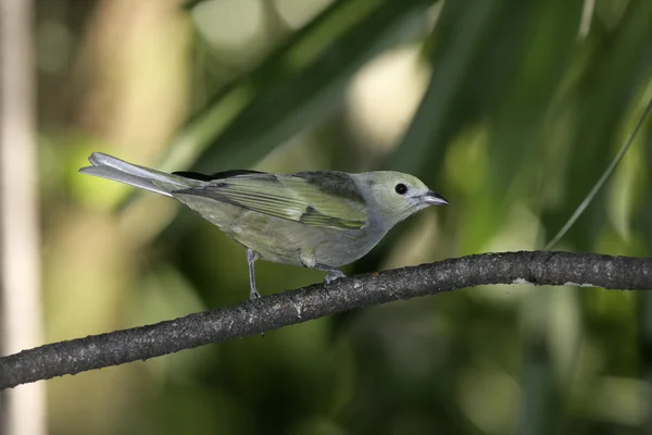 Palm tanager, Thraupis palmarum — Stock Photo, Image