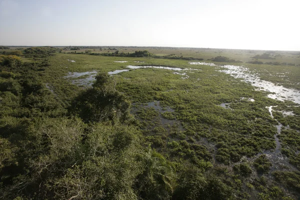 Pantanal — Stockfoto