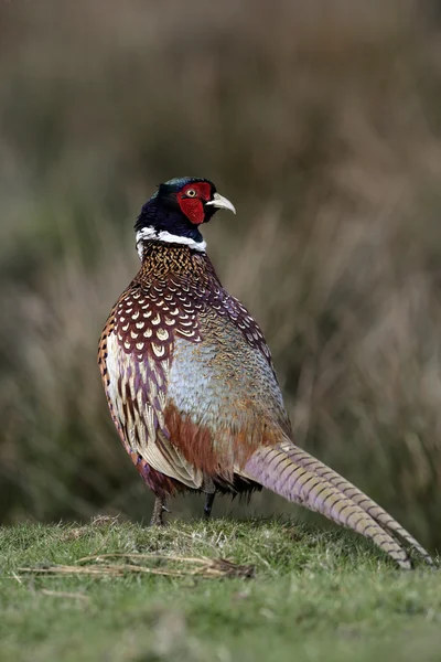 Bažant, phasianus colchicus — Stock fotografie