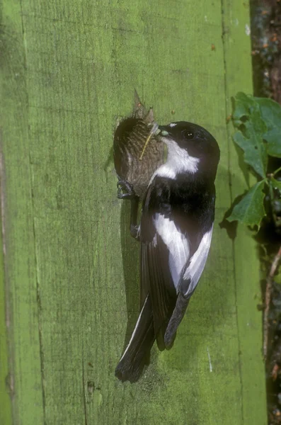 Flycatcher pied, Ficedula hypoleuca — Fotografie, imagine de stoc