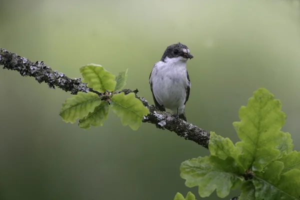 Pied flycatcher, Ficedula hypoleuca — Stock Photo, Image