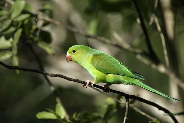 Plain parakeet, Brotogeris tirica — Stock Photo, Image