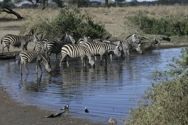 Slätterna zebra, equus quaggai — Stockfoto