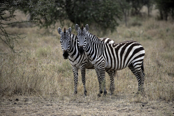 Plains zebra, Equus quaggai, two mammals on grass, Tanzania