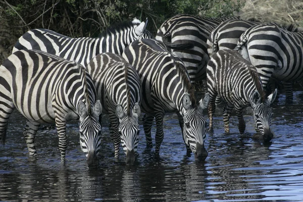 Slätterna zebra, equus quaggai — Stockfoto