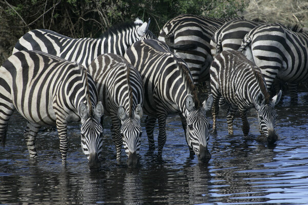 Plains zebra, Equus quaggai, group mammals at water, Tanzania