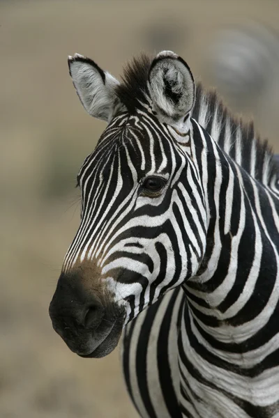 Plains zebra, Equus quaggai — Stock Photo, Image