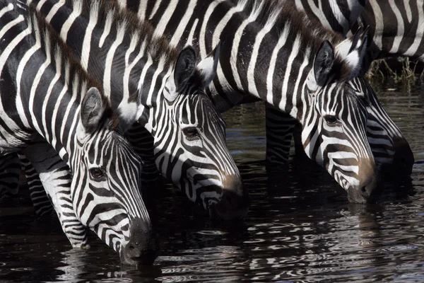 Slätterna zebra, equus quaggai — Stockfoto