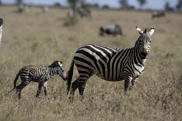 Steppezebra, equus quaggai — Stockfoto