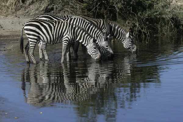 Zebra-das-planícies, Equus quaggai — Fotografia de Stock