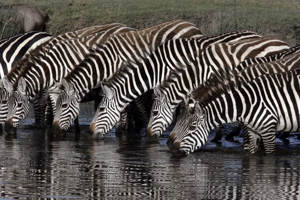 Steppezebra, equus quaggai — Zdjęcie stockowe