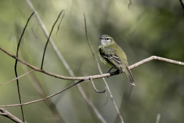 Planalto Laubtyrann, Phyllomyias fasciatus — Stockfoto