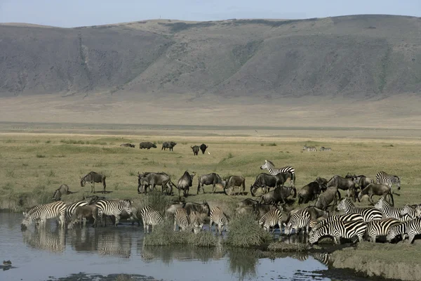 Slätterna zebra, equus quaggai — Stockfoto