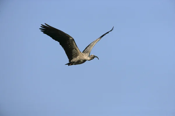 Plumbeous ibis, Theristicus caerulescens — Stock Photo, Image