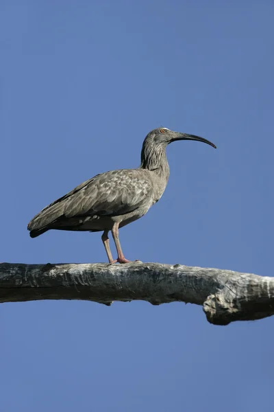 Plumbeous トキ, theristicus 群 — ストック写真