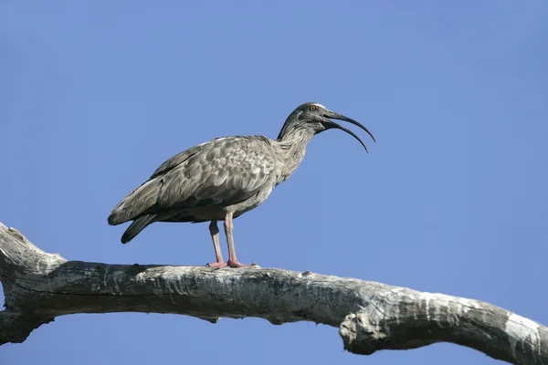 Blygrå ibis, theristicus caerulescens — Stockfoto