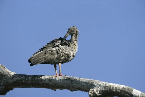 Plumbeous이 비스, theristicus caerulescens — 스톡 사진