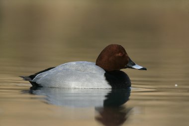 patka, aythya ferina