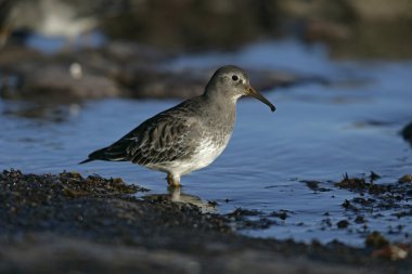 Mor Çulluk, Calidris Maritima