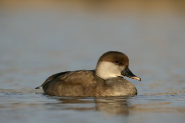 Kırmızı ibikli Pochard, Netta rufina