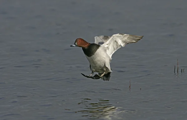 Pochard, Aythya ferina — Stock Photo, Image