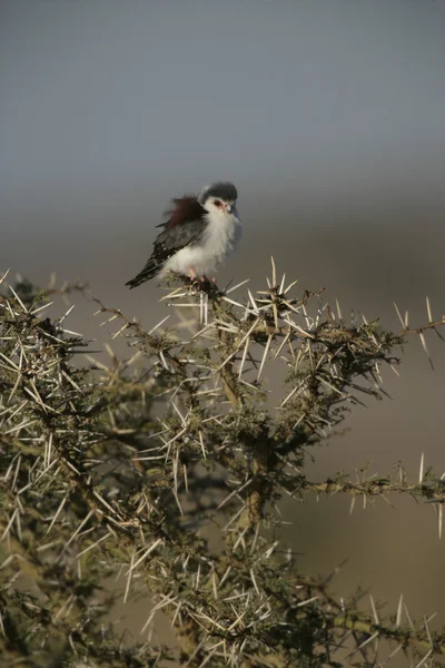 Pygmee falcon, polihierax semitorquatus — Stockfoto