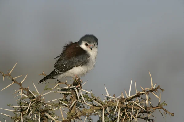 Trpaslík falcon, polihierax semitorquatus — Stock fotografie