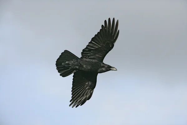 Ворон, corvus corax — стоковое фото