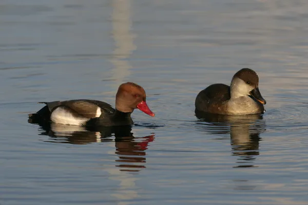 红冠Pochard, Netta rufina — 图库照片