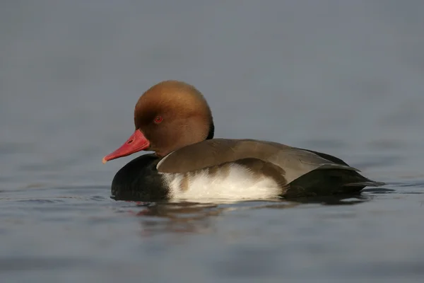 红冠Pochard, Netta rufina — 图库照片